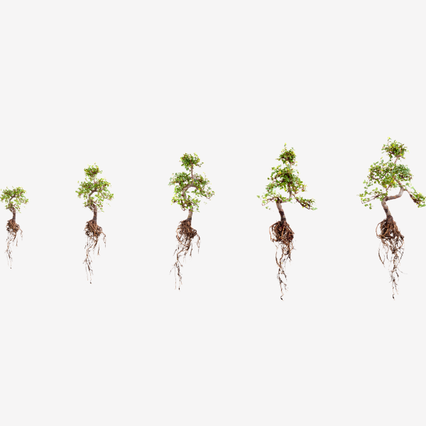 growing trees